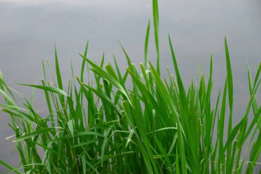 Yazın parktaki bitkiler ve doğa. Yapraklar, çimenler, ağaçlar, doğa