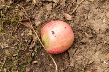Yazın parktaki bitkiler ve doğa. Yapraklar, çimenler, ağaçlar, doğa