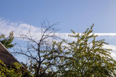 Yazın parktaki bitkiler ve doğa. Yapraklar, çimenler, ağaçlar, doğa