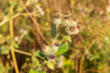 Yazın parktaki bitkiler ve doğa. Yapraklar, çimenler, ağaçlar, doğa