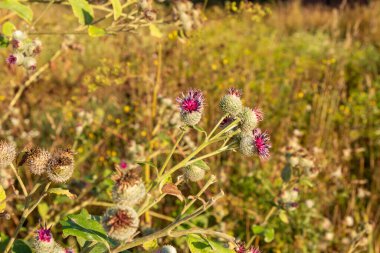 Yazın parktaki bitkiler ve doğa. Yapraklar, çimenler, ağaçlar, doğa