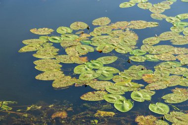 Yazın parktaki bitkiler ve doğa. Yapraklar, çimenler, ağaçlar, doğa