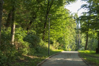 Yazın parktaki bitkiler ve doğa. Yapraklar, çimenler, ağaçlar, doğa