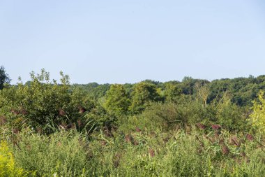 Yazın parktaki bitkiler ve doğa. Yapraklar, çimenler, ağaçlar, doğa