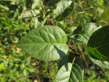 Yazın parktaki bitkiler ve doğa. Yapraklar, çimenler, ağaçlar, doğa