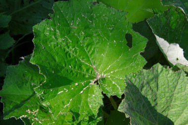 Yazın parktaki bitkiler ve doğa. Yapraklar, çimenler, ağaçlar, doğa