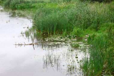 Yazın parktaki bitkiler ve doğa. Yapraklar, çimenler, ağaçlar, doğa