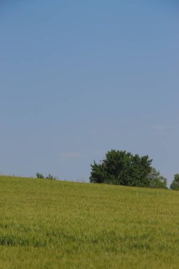 Yazın parktaki bitkiler ve doğa. Yapraklar, çimenler, ağaçlar, doğa