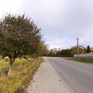 Yazın parktaki bitkiler ve doğa. Yapraklar, çimenler, ağaçlar, doğa