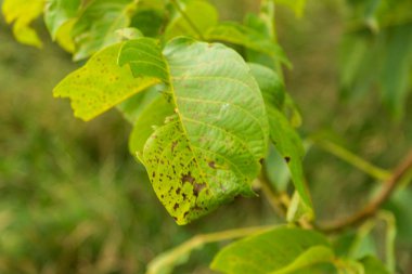 Yazın parktaki bitkiler ve doğa. Yapraklar, çimenler, ağaçlar, doğa
