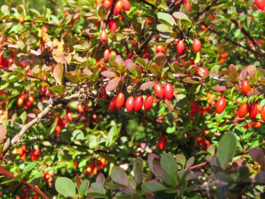 Ukraynalı şair Ivan Franko 'nun ebeveyn bahçesi. Ivan Franko Müzesi