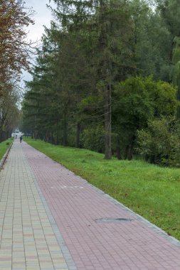Yazın parktaki bitkiler ve doğa. Yapraklar, çimenler, ağaçlar, doğa