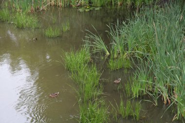 Yazın parktaki bitkiler ve doğa. Yapraklar, çimenler, ağaçlar, doğa