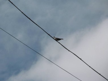 Gökyüzünün arkaplanındaki ufuk çizgisindeki elektrik iletimlerinin kablolu hatları
