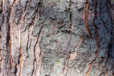 Parktaki yaşlı bir ağacın kabuk dokusu. Kabuk güneşte gridir.