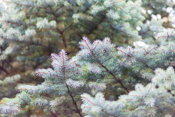 Πράσινα Κλαδιά Χριστουγεννιάτικου Δέντρου Στον Κήπο Του Αγροκτήματος — Φωτογραφία Αρχείου