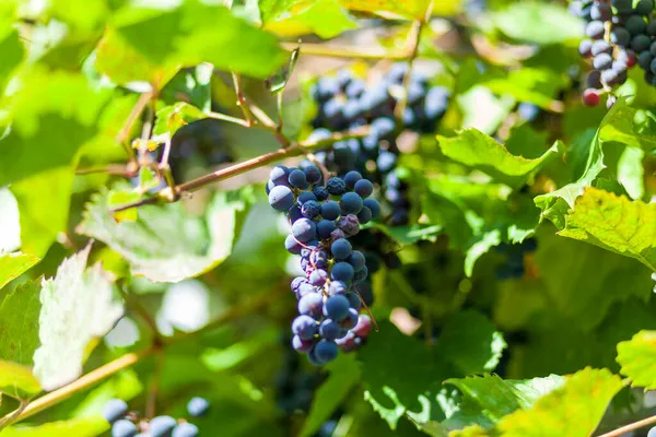 Niebieskie Winogrona Zielone Liście Gospodarstwie — Zdjęcie stockowe