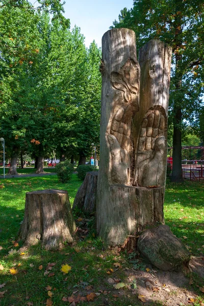 Rostliny Příroda Parku Létě Listy Tráva Stromy Příroda — Stock fotografie