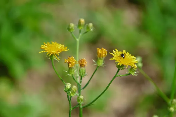 Plantas Naturaleza Parque Verano Hojas Hierba Árboles Naturaleza — Foto de Stock