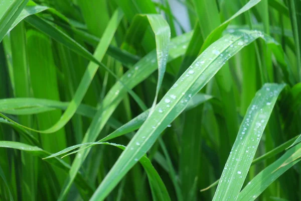 夏天公园里的植物和自然 — 图库照片