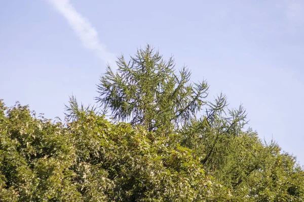 Растения Природа Парке Летом Листья Трава Деревья Природа — стоковое фото