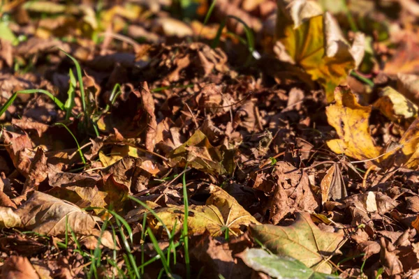 Piante Natura Nel Parco Estate Foglie Erba Alberi Natura — Foto Stock