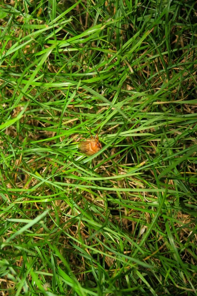 夏には公園の植物や自然 — ストック写真