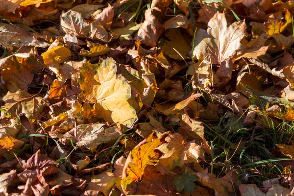Krásné Žluté Podzimní Listí Parku Zemi — Stock fotografie