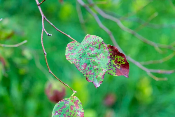 Växter Och Natur Parken Sommaren Blad Gräs Träd Natur — Stockfoto