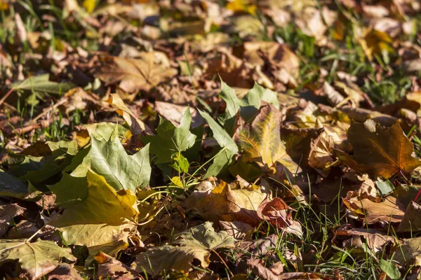 地上の公園に黄色の秋の葉 — ストック写真