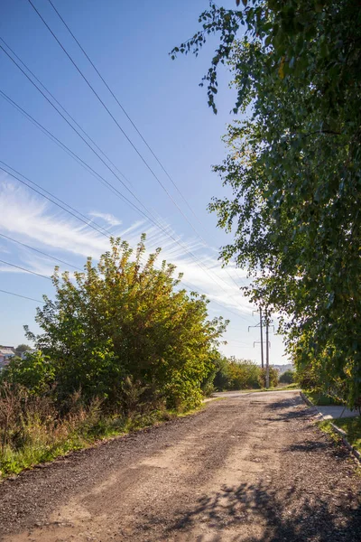 Pflanzen Und Natur Park Sommer Blätter Gras Bäume Natur — Stockfoto