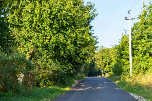 Yazın parktaki bitkiler ve doğa. Yapraklar, çimenler, ağaçlar, doğa