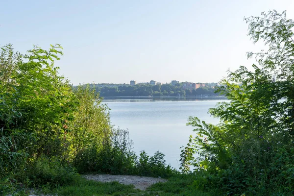 Plantes Nature Dans Parc Été Feuilles Herbe Arbres Nature — Photo