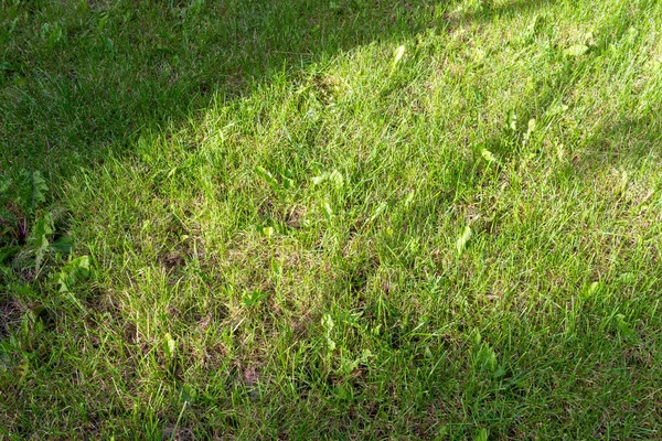 夏には公園の植物や自然 — ストック写真