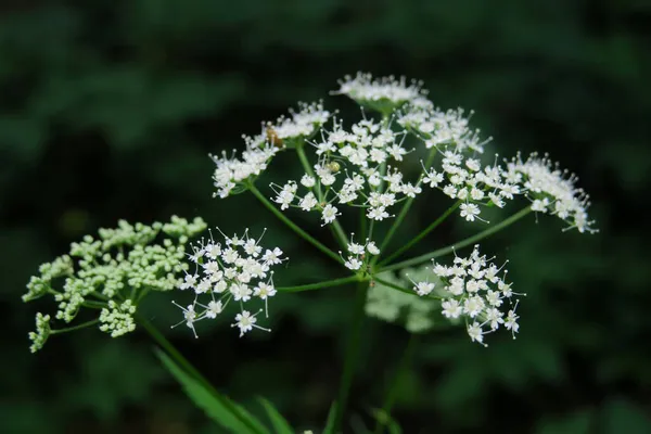 Plantele Natura Parc Vara Frunze Iarbă Copaci Natura — Fotografie, imagine de stoc