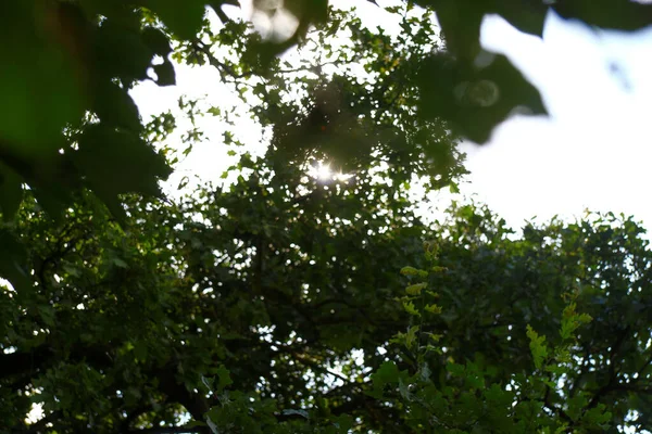 여름에는 공원에서 자연을 먹는다 나뭇잎 — 스톡 사진