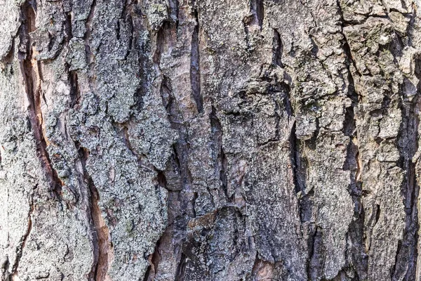 公园里一棵老树的树皮质地 树皮在阳光下是灰色的 — 图库照片