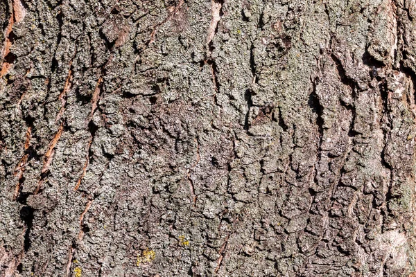 Textura Casca Uma Árvore Velha Parque Casca Cinza Sol — Fotografia de Stock