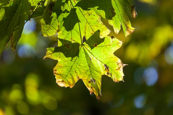 Plantes Nature Dans Parc Été Feuilles Herbe Arbres Nature — Photo