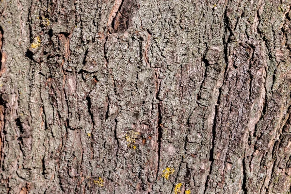 공원에 나무의 나무껍질은 햇빛에 회색이다 — 스톡 사진