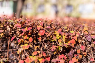 Yolun yakınındaki sonbahar çalılığında yeşil kırmızı yapraklar