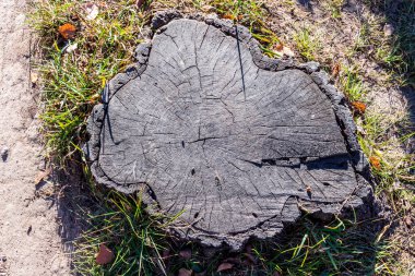 Yolun yakınındaki parkta ağaç tacını gördüm.