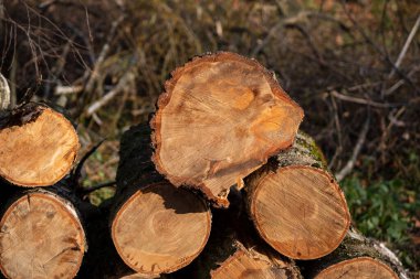 Parktaki kesik huş ağacı dokusu. Yığının üzerinde sarı bir taç dilimi