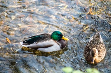 Vahşi ördekler parkta suda yüzerler. Yeşil ve kahverengi tüylü ördek