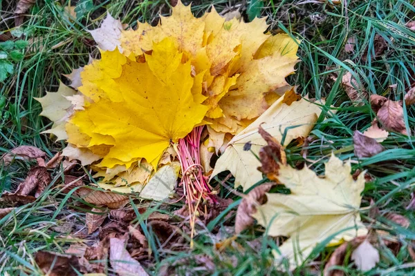 Желтые Осенние Листья Парке Природа Парке — стоковое фото
