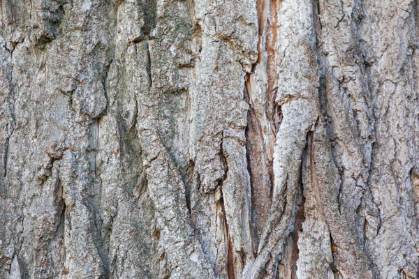 Textura Casca Uma Árvore Velha Parque Para Fundos — Fotografia de Stock
