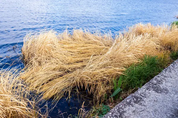 Kasım Sudaki Sarı Sonbahar Sazlıkları — Stok fotoğraf