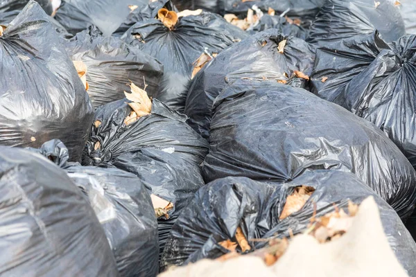 Çöpte yaprakları olan siyah çantalar. Sonbaharda parkı temizliyorum.