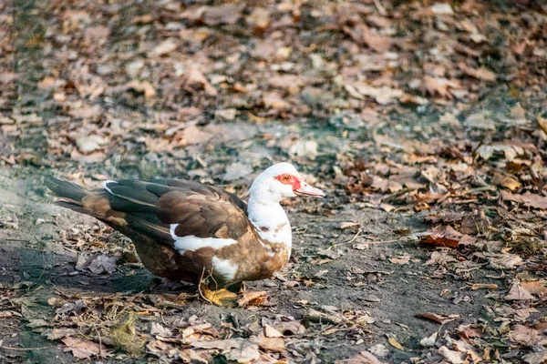 Pato Com Bico Vermelho Penas Brancas Zoológico — Fotografia de Stock