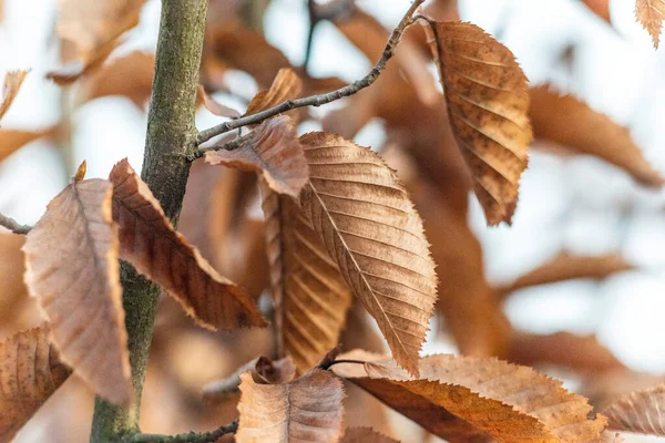 Feuilles Jaunes Automne Noisetier Dans Une Ferme — Photo